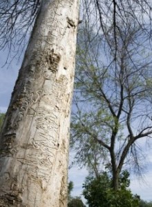 Ash Trees