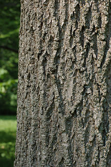 ash tree identification