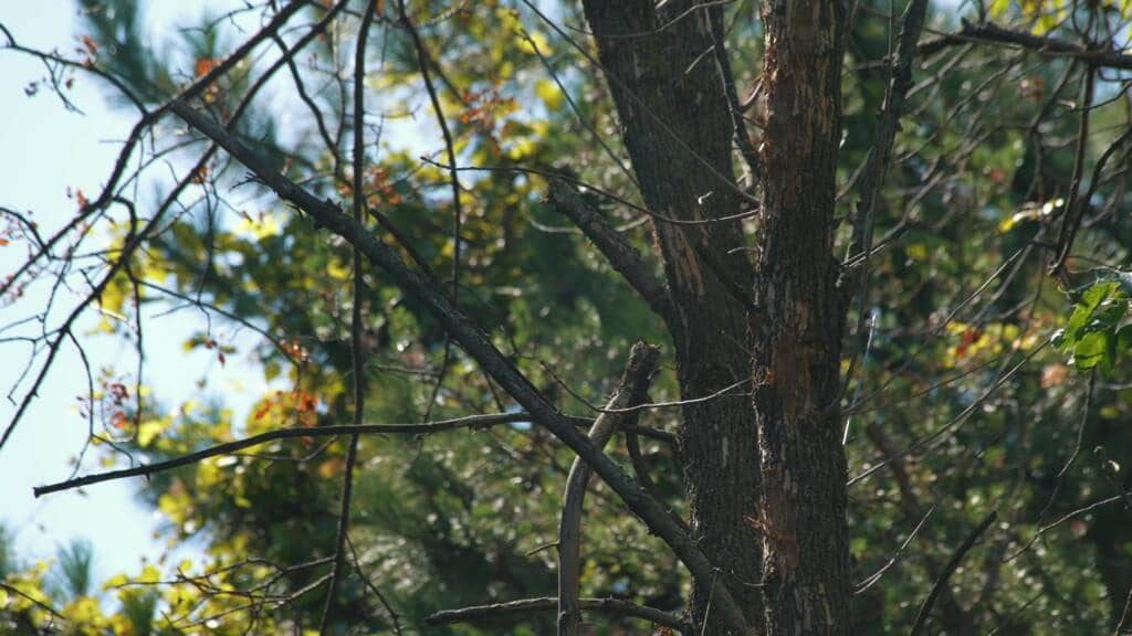 ash tree identification