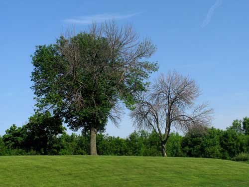 ash tree identification