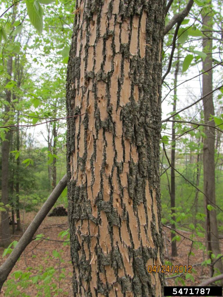 ash tree identification