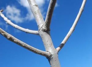 ash tree identification