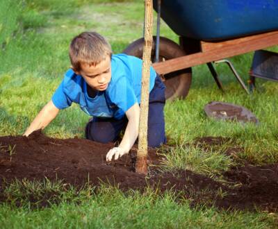 Planting Trees for the Future