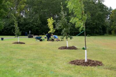 Planting Trees for the Future