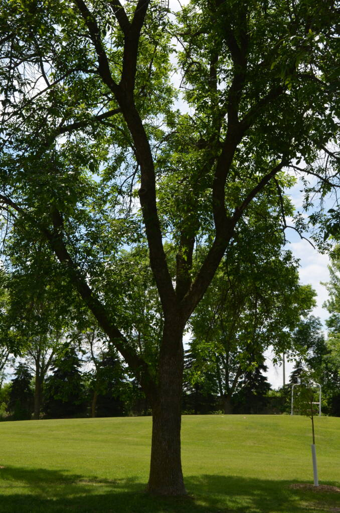 saving ash trees