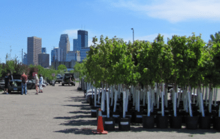 Minnesota tree sales