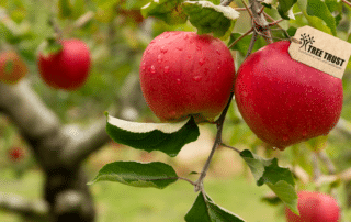 Minnesota Fruit Trees