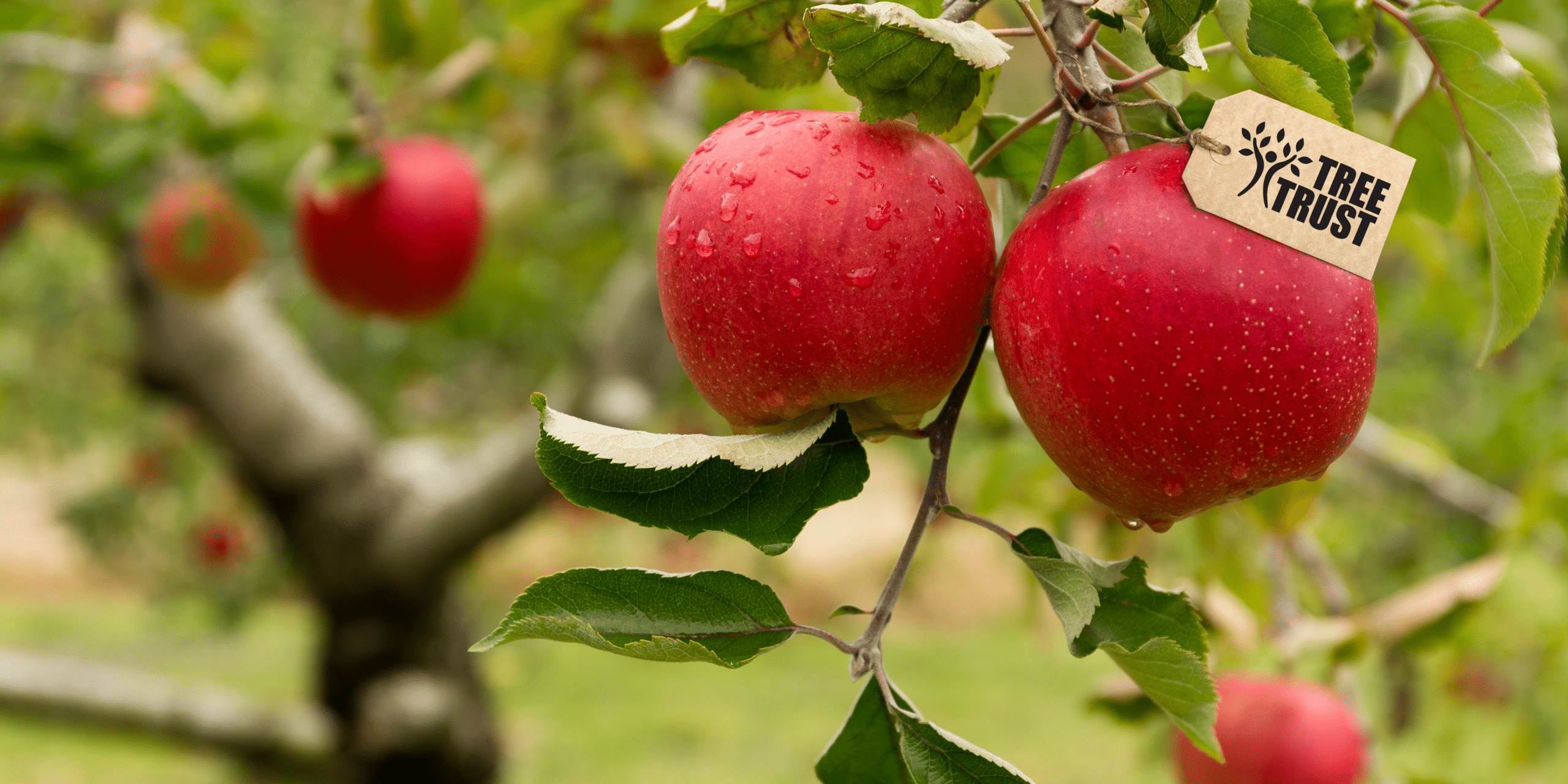 Minnesota Fruit Trees