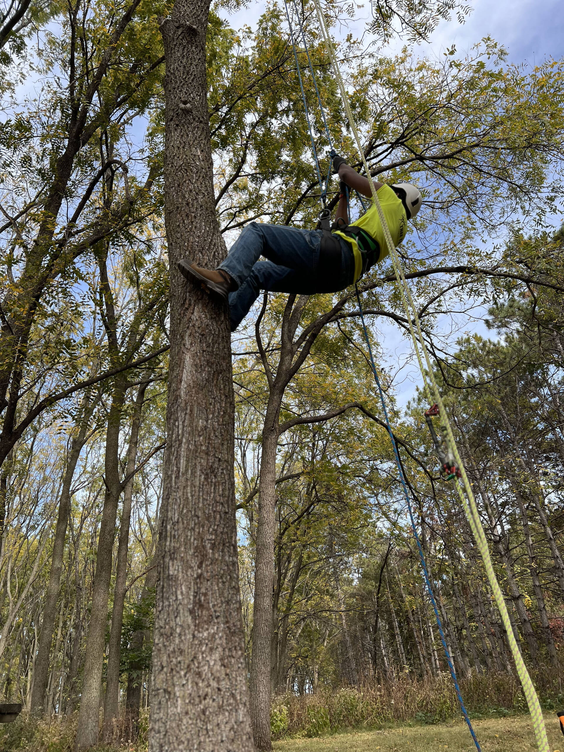 tree climbing training