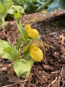 What to Plant in a Shaded Garden