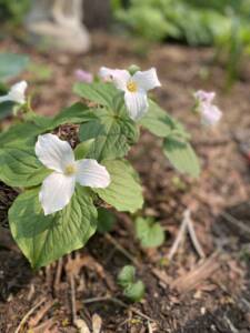 What to Plant in a Shaded Garden