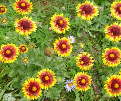 hot weather plants