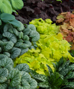 What to Plant in a Shaded Garden
