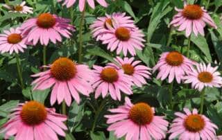 hot weather plants
