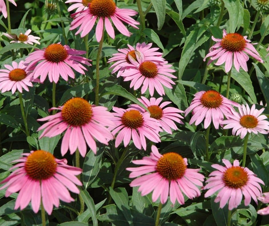 Hot Weather Plants hot weather plants