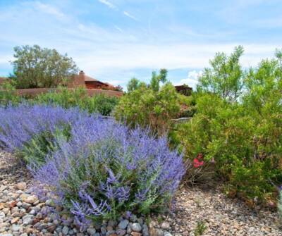 hot weather plants