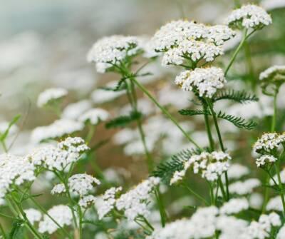 hot weather plants