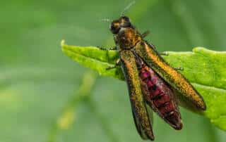 Invasive Species Awareness