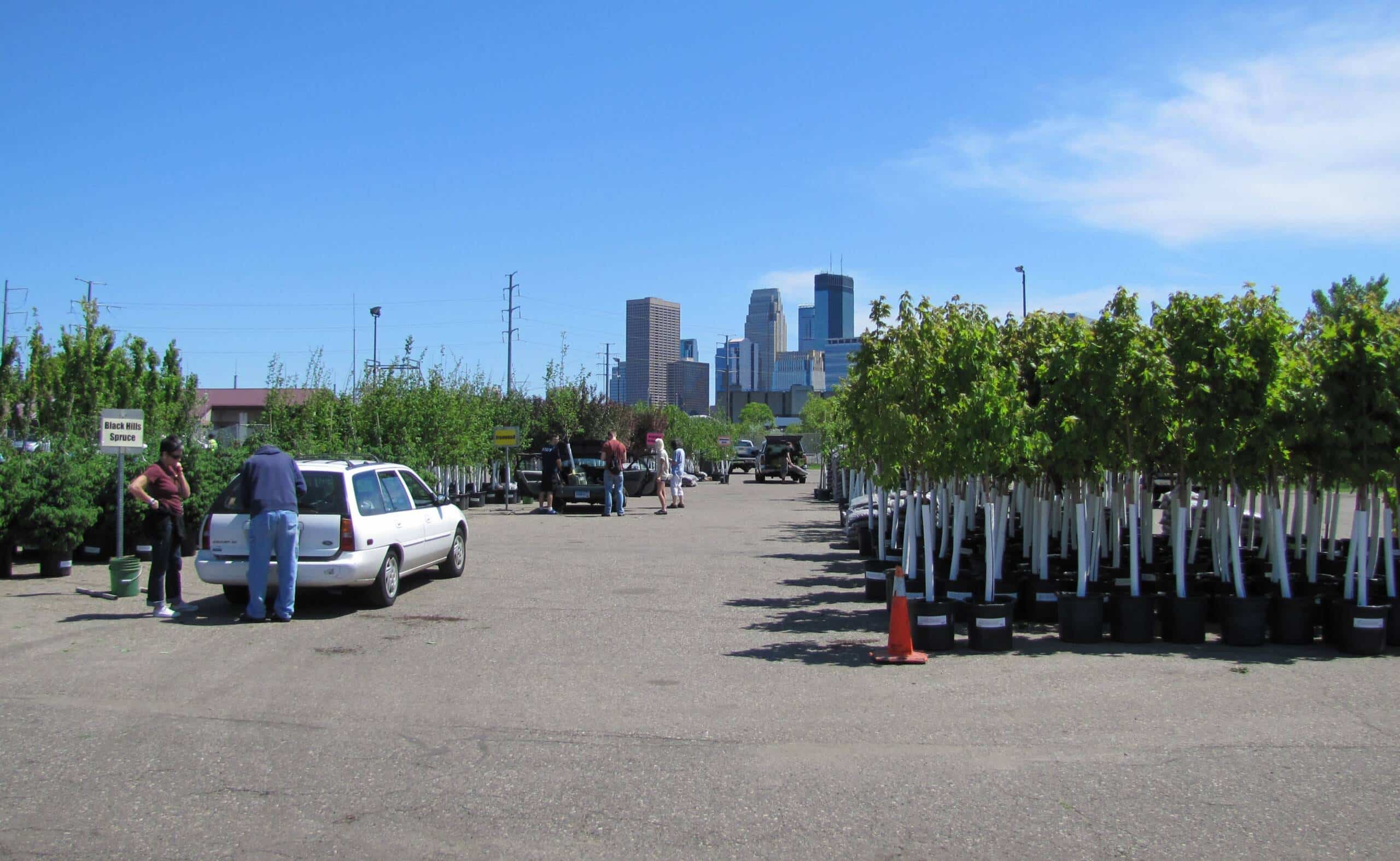 Minneapolis Tree Sale Began
